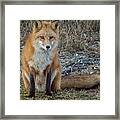 Fox In Oil Framed Print