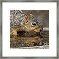 Fox Squirrel Framed Print