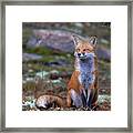 Fox Zen - Algonquin Park Framed Print
