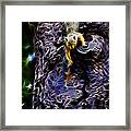 Fractal - From Up Top - Robbie The Squirrel Framed Print