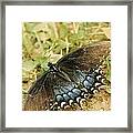 Fragile Beauty Framed Print