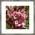 Fragrant Crab Apple Blossoms Framed Print