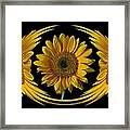 Framed Sunflower Framed Print
