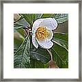 Franklinia Blossom Framed Print