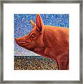 Free Range Pig Framed Print