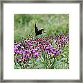 Freedom By Jrr Framed Print