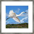 Freedom Framed Print