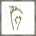 Freesia (freesia Sp.) Framed Print