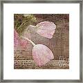 French Tulips Framed Print