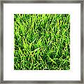 Fresh Green Grass Framed Print
