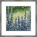 Fresh Lavender Framed Print