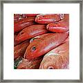 Fresh Red Snapper At The Fish Market Framed Print Fresh Red Snapper At The Fish Market Framed Print