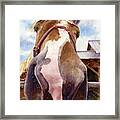 Nosey Horse Framed Print