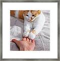 Friendship Between Human And Cat. Paws Are On The Hand. Framed Print