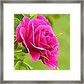 Friendship Rose Framed Print