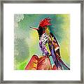 Frilled Coquette Lophornis Magnificus Framed Print
