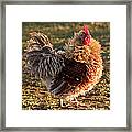 Frizzle Rooster Framed Print