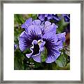 Frizzle Sizzle Blue Framed Print