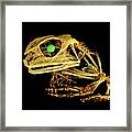Frog Framed Print