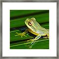 Frog Eye Reflection Framed Print