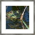 Frog Eyes Framed Print