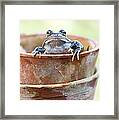 Frog In A Pot Framed Print