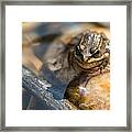 Frog Framed Print