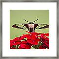 Hummingbird Clearwing Moth Front And Center Framed Print