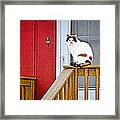 Front Porch Cat Framed Print