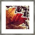 Frost Kisses The Edges Of A Fiery Maple Framed Print