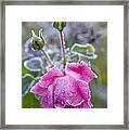 Frost On A Rose Framed Print