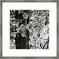 Frosted Conifer Framed Print