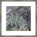 Frosted Pines On The Ground Framed Print