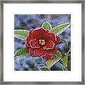 Frosty Camellia Framed Print