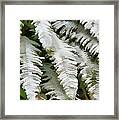 Frosty Ferns Framed Print