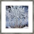 Frosty Grass Framed Print