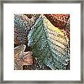 Frosty Leaves Framed Print