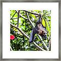 Fruit Bat Hanging From Tree, Bali Framed Print