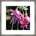 Fuchsia Flower Framed Print