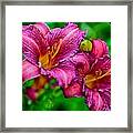 Fuchsia Lilies Framed Print