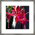 Fuchsias Ii Photograph Framed Print