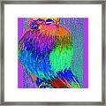 Funky Lilac Breasted Roller Bird Art Prints Framed Print