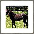 Furry Pony Framed Print
