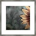 Gaillardia Framed Print