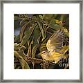 Galapagos Flycatcher Framed Print