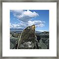 Galapagos Fur Seal Bull Fernandina Framed Print