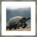 Galapagos Giant Tortoise Male Alcedo Framed Print