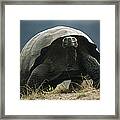 Galapagos Giant Tortoise Smiling Alcedo Framed Print