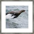 Galapagos Sea Lion Surfing  Mosquera Framed Print