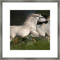 Gallop For Two Framed Print